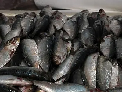 Festival oferece sardinha a partir de R$ 12,99 no Mercado de Peixes de Santos