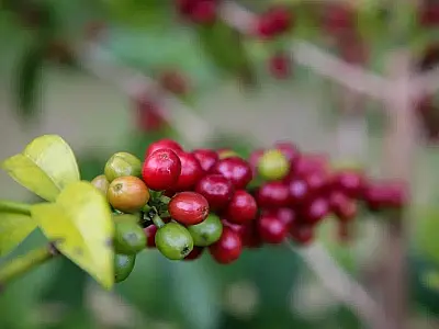 Governo de SP amplia aquisições de café das cooperativas exportadoras