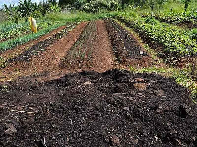 Custo oculto de sistemas agroalimentares é quase 10% do PIB global