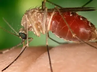 Brasil registra mais de 5 mil casos da febre Oropouche em 2024