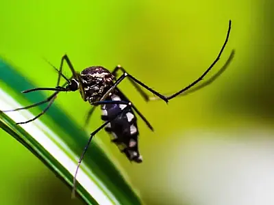 Estratégia de combate ao Aedes com larvicida vira política nacional