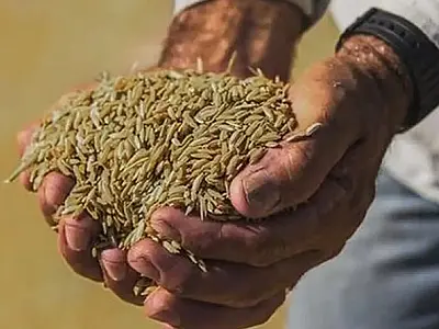 Governo Federal define preço do arroz importado e consumidor deve pagar R$ 4 o quilo