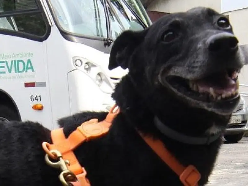 Quase 100 animais esperam por adoção e ainda mais carinho em Santos