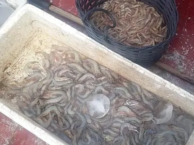 Polícia Ambiental flagra pesca de arrasto de camarão em Cananeia