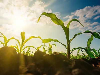 Nottus aponta cenário climático mais favorável para a safra 2025/26 nas principais regiões produtora