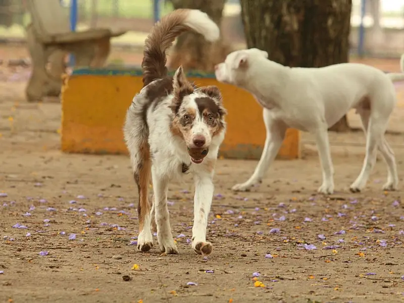 Governo cria grupo de trabalho para proteção dos direitos animais