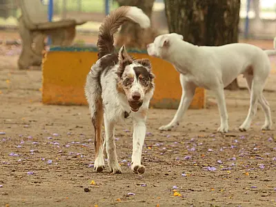 Governo cria grupo de trabalho para proteção dos direitos animais