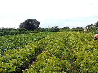 MDA lança programa de gestão para cooperativas da agricultura familiar