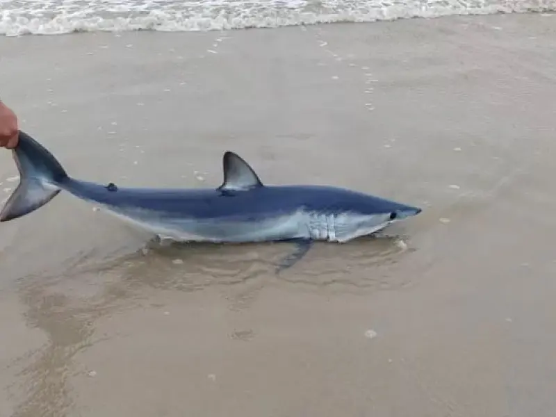 Tubarão apontado como o mais rápido do mundo encalha em praia