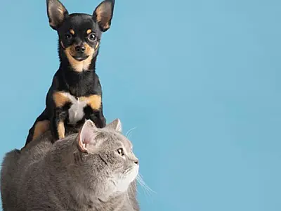 Ozonioterapia combate dores crônicas e dá qualidade de vida aos animais domésticos