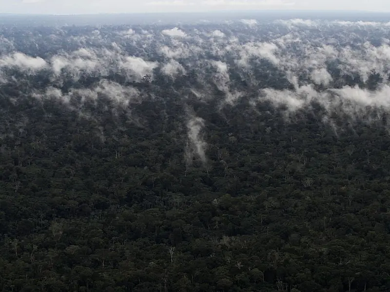 Reino Unido pode se juntar ao Fundo Amazônia, diz ministra britânica