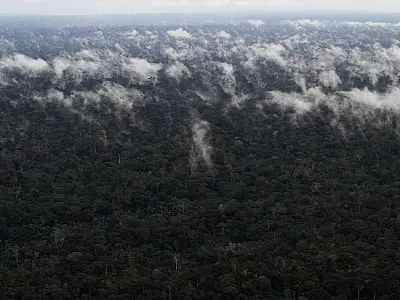 Reino Unido pode se juntar ao Fundo Amazônia, diz ministra britânica