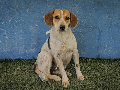 Família britânica oferece R$ 600 mil por ano para 'babá de cães'