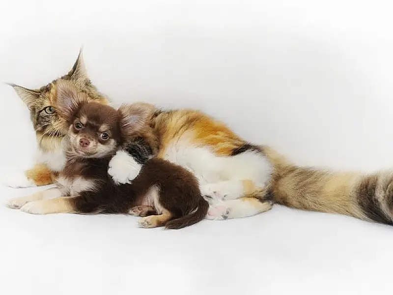 Cubatão promove ação EcoPet com foco em meio ambiente e bem-estar animal neste sábado (18)