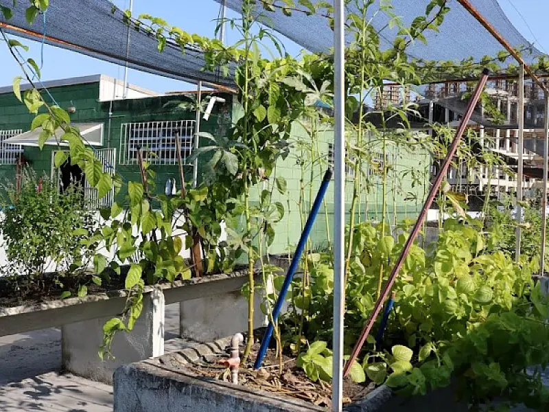 Projeto pioneiro de jardins terapêuticos será implantado em policlínicas de Santos