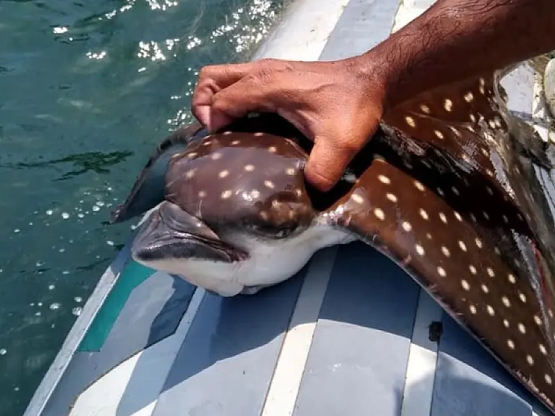 PM Ambiental Marítima apreende redes de pesca irregular e resgatam raia-pintada em Guarujá