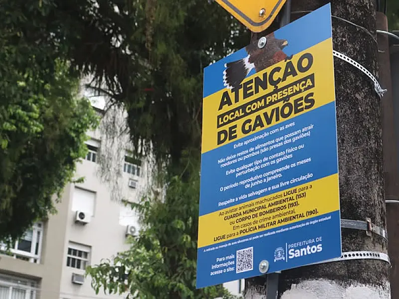 Campanha começa a alertar e orientar sobre a presença de gaviões em Santos