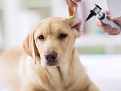 Aplicativo gratuito ensina a identificar dor em cães e gatos