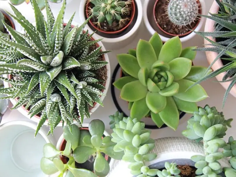 Saiba quais plantas usar dentro de casa ou apartamento