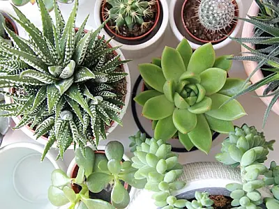 Saiba quais plantas usar dentro de casa ou apartamento