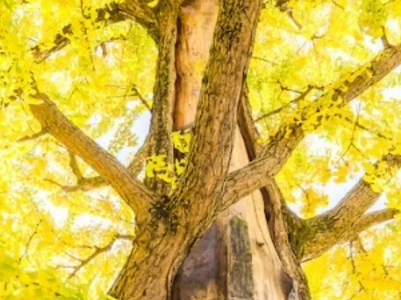 Árvore símbolo de São Vicente, ipê-amarelo ganha espaço na Cidade com ações de plantio e doação