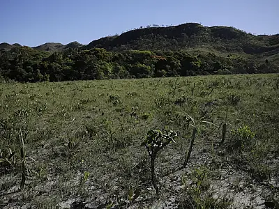Desmatamento do Cerrado cresce 3% em um ano; área atinge 11 mil km²
