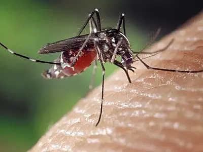 Saúde lança programação alusiva à Semana Municipal de Mobilização Contra Mosquito da Dengue