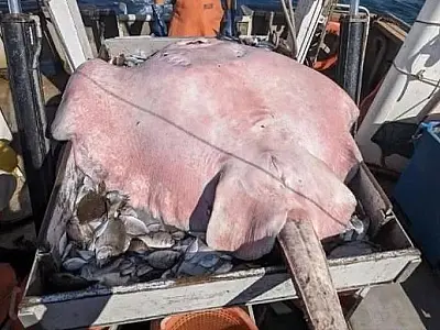 Pesquisadores pegam raia de 180 kg nos EUA