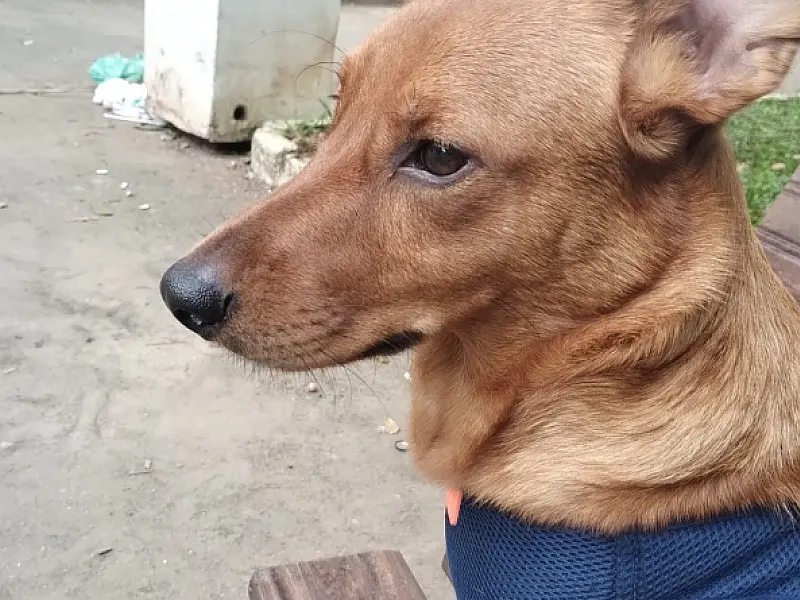 Cão leva amor e alegria à rotina de aposentado em São Vicente