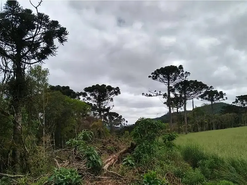Estudo mostra que árvores exclusivas da Mata Atlântica estão ameaçadas
