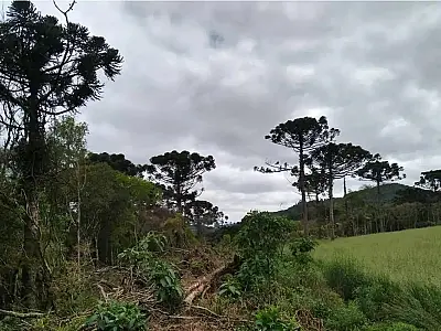 Estudo mostra que árvores exclusivas da Mata Atlântica estão ameaçadas