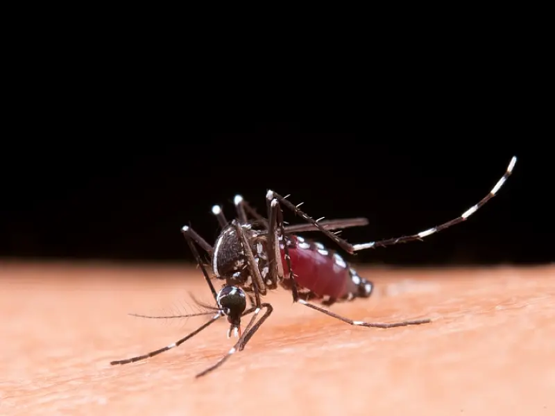"Unidos contra a dengue": Governo de SP lança campanha de carnaval para conscientização da doença