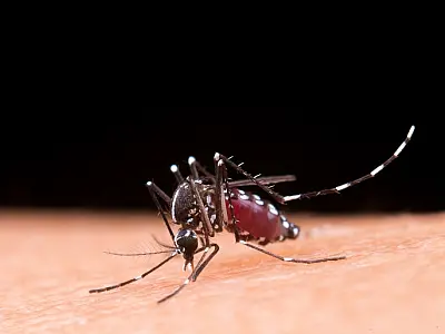 "Unidos contra a dengue": Governo de SP lança campanha de carnaval para conscientização da doença