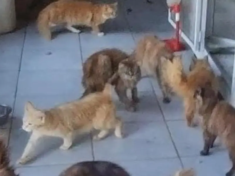 Polícia descobre canil clandestino e flagra animais em condições de maus tratos