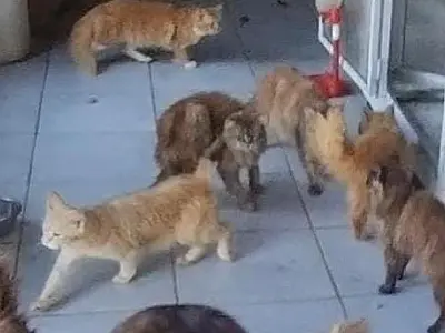 Polícia descobre canil clandestino e flagra animais em condições de maus tratos