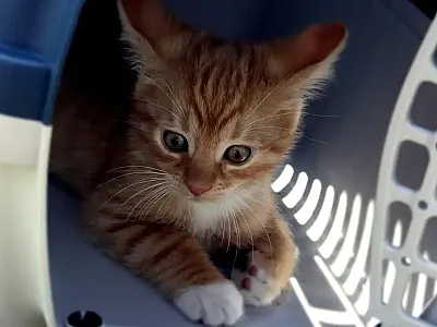 Médicos veterinários pedem regulamentação para transporte de animais