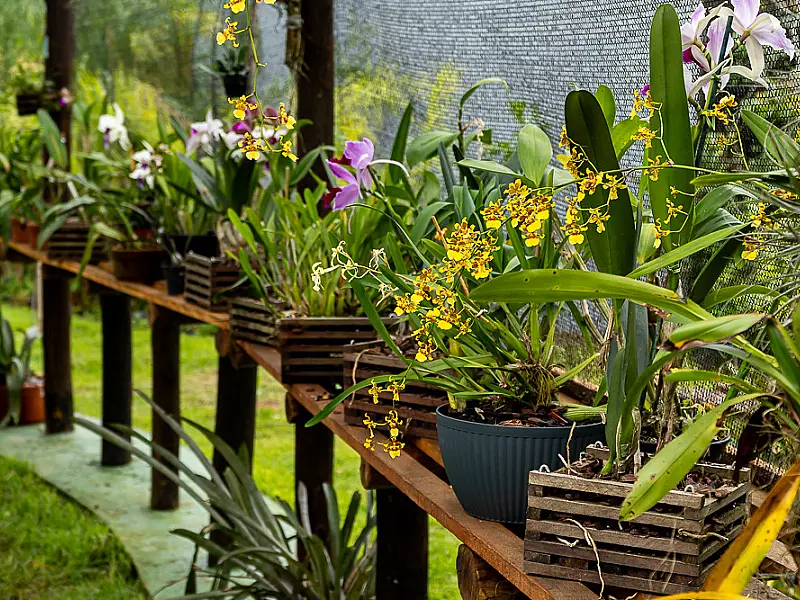 II Exposição de Orquídeas de Bertioga celebra beleza das flores e inaugura passarela acessível