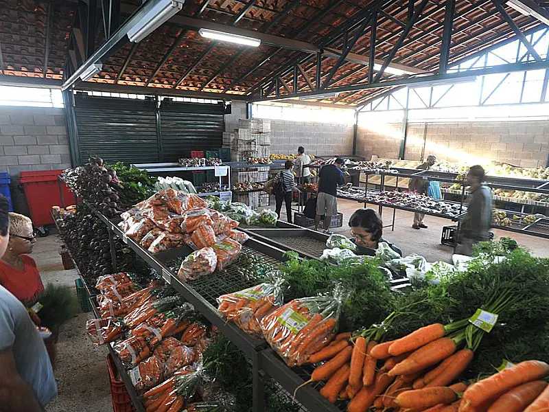 Preços da cenoura e do mamão caem nos principais mercados atacadistas