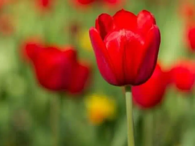 Santos fornecerá cordão com a tulipa vermelha a pessoas com Parkinson