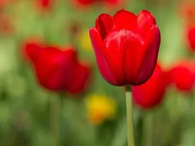 Santos fornecerá cordão com a tulipa vermelha a pessoas com Parkinson