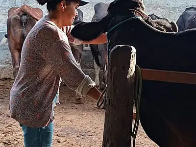 Agricultura familiar ajuda a aumentar produção leiteira no Nordeste