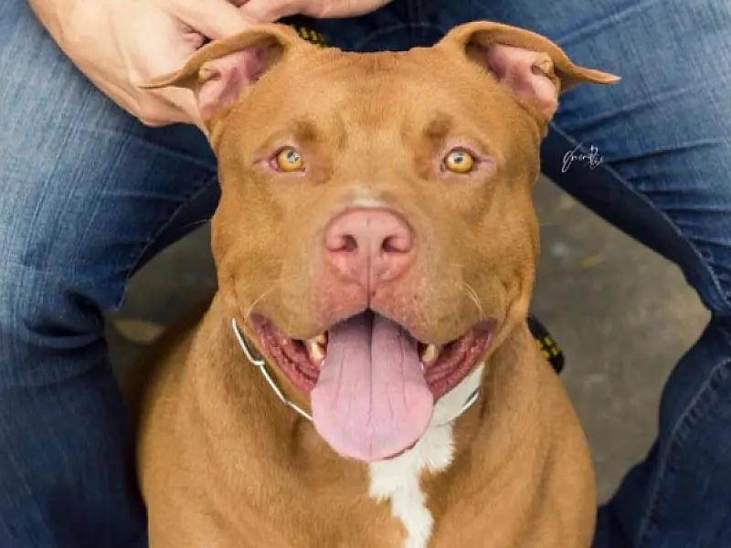 Família de Santos mobiliza a internet à procura de pit bull manso que fugiu; vídeo