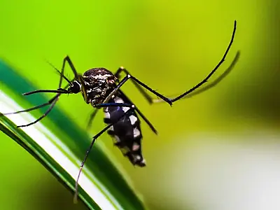 Brasil atinge 1,6 mil mortes confirmadas por dengue