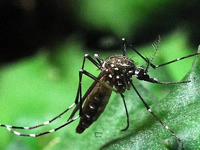 São Paulo registra o maior número de mortes por dengue em 8 anos