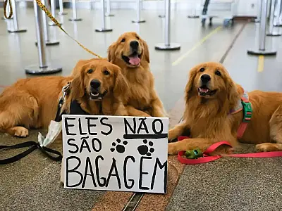 Após morte de Joca, tutores se manifestam no aeroporto de Brasília