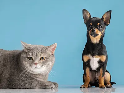 Praia Grande oferece 1270 vagas gratuitas de castração de cães e gatos em abril