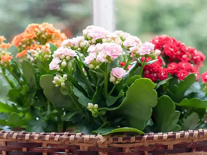 Conheça os significados e cuidados que é preciso ter com a flor da fortuna