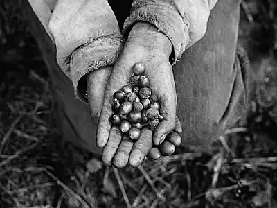Nova exposição do Museu do Café apresenta fotografias que evidenciam o trabalho nas lavouras de café