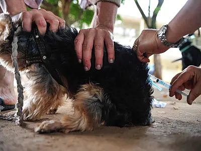 Após 40 anos, capital paulista registra primeiro caso de raiva canina