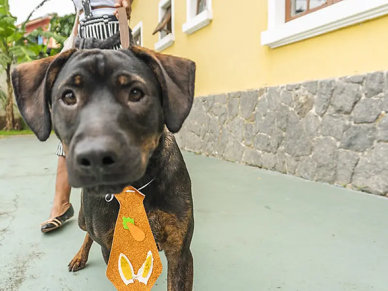 Castramóvel segue com atendimentos para pets em bairros de Bertioga